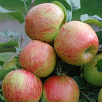 Apple Tropic Sweet - Ladybird Nursery