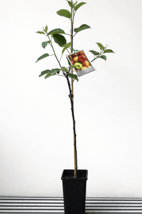 Dwarf Apple 'Red Delicious' (Medium Size) - Ladybird Nursery