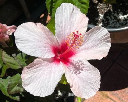 Chinese Hibiscus Apple Blossom (Hibiscus rosa-sinensis)