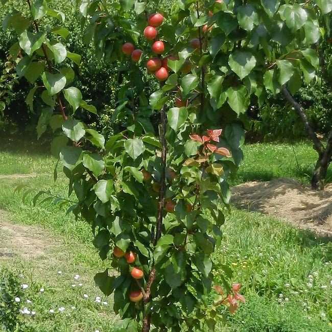 Apricot Bentley - Ladybird Nursery