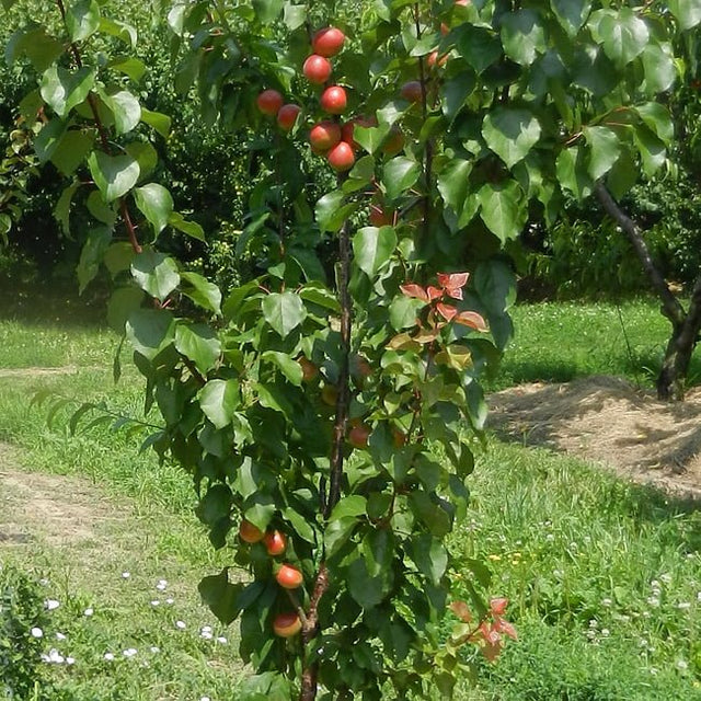 Apricot Bentley Fruit Tree – Buy Now! – Ladybird Nursery
