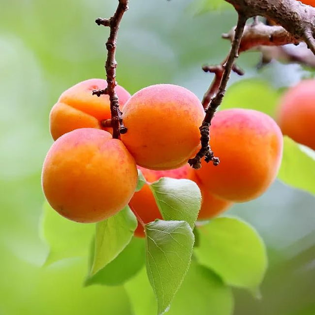 Apricot Bentley Fruit Tree – Buy Now! – Ladybird Nursery