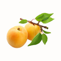 Apricot Bulida - Ladybird Nursery