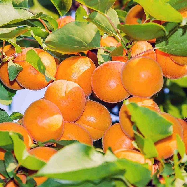 Dwarf Apricot 'Divinity'