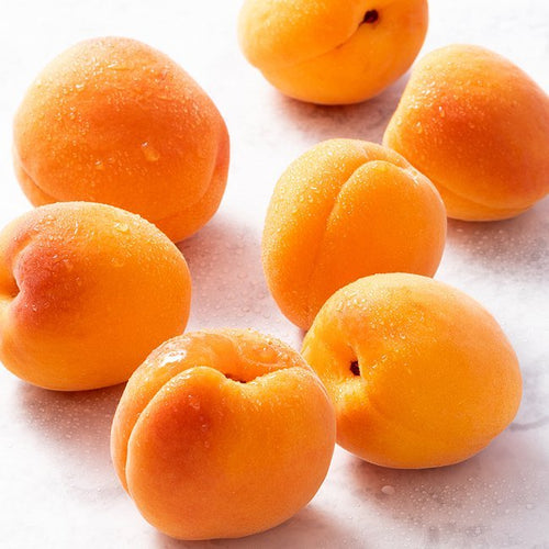 Dwarf Apricot 'Divinity' - Ladybird Nursery