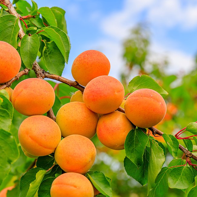 Dwarf Apricot 'Divinity'