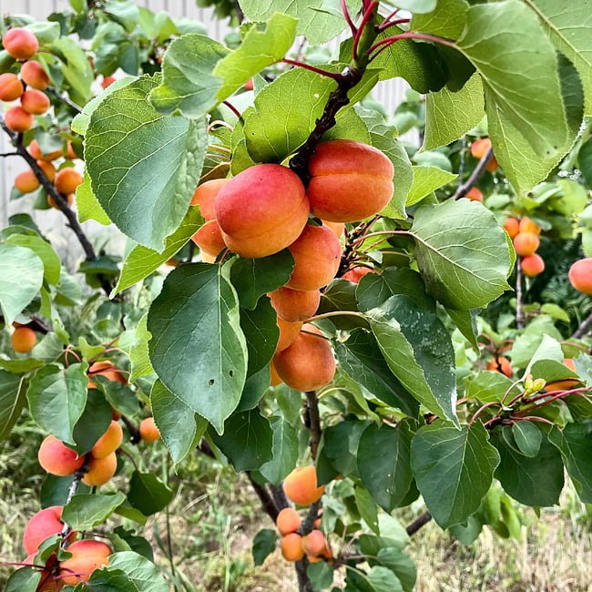 Dwarf Apricot 'Fireball' - Ladybird Nursery