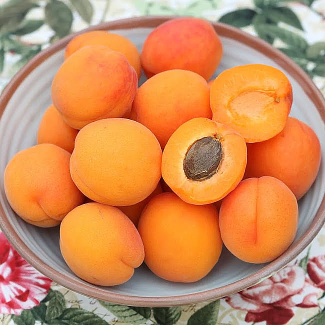 Dwarf Apricot 'Fireball'
