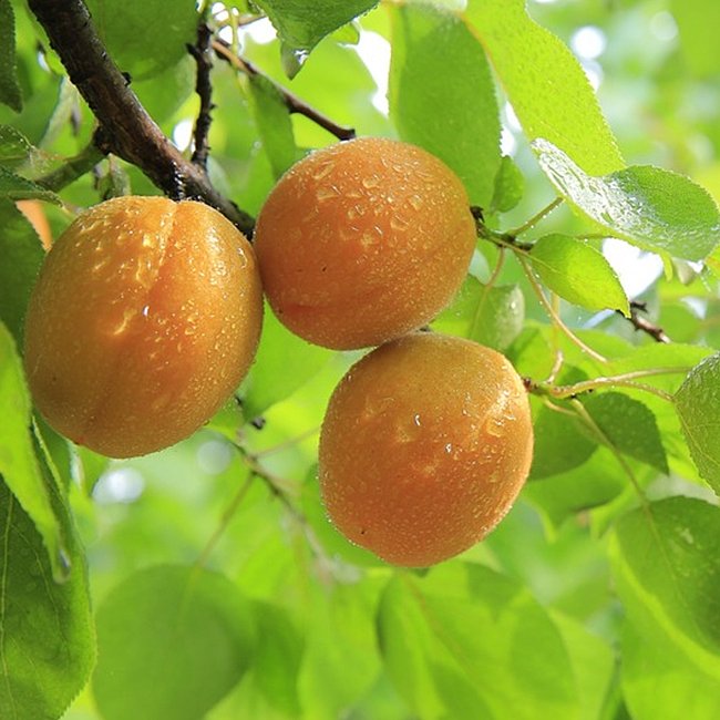 Apricot 'Moorpark'