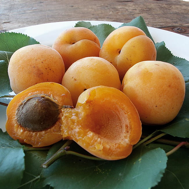 Apricot 'Moorpark'