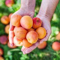 Apricot 'Moorpark' - Ladybird Nursery