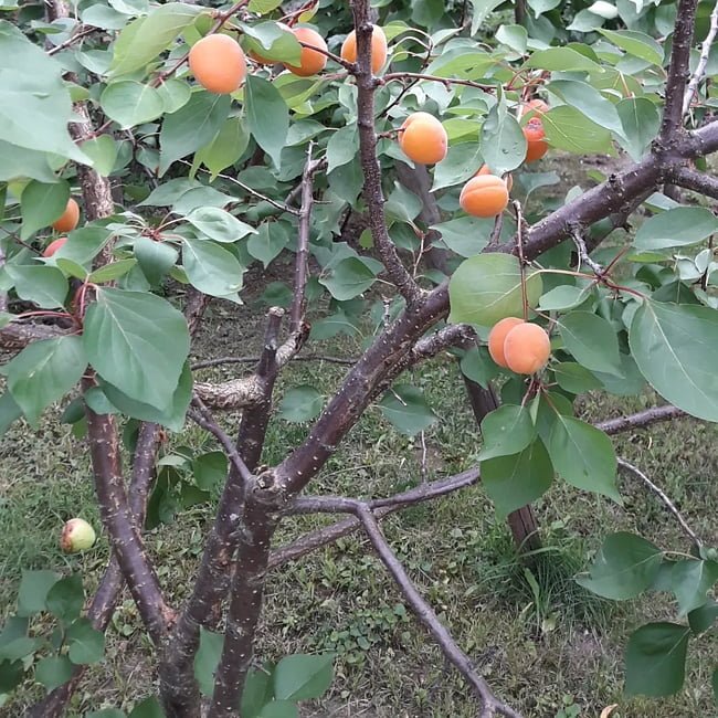 Apricot Storeys - Ladybird Nursery