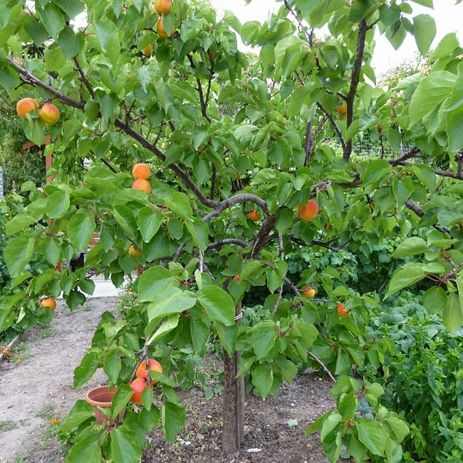 Apricot – Ladybird Nursery