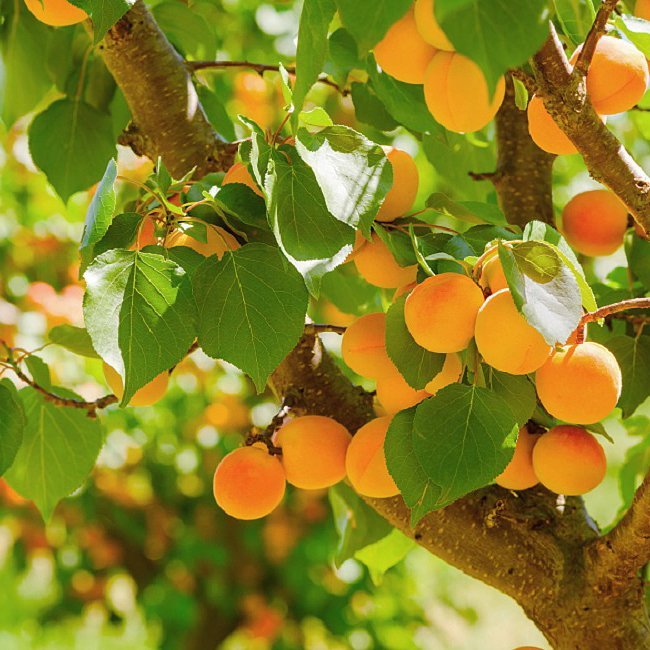 Dwarf Apricot 'Trevatt' Fruit Tree – Buy Now! – Ladybird Nursery