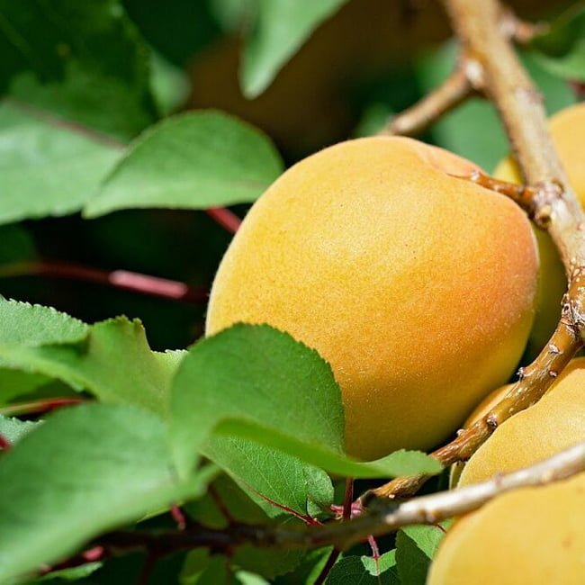 Dwarf Apricot 'Trevatt' - Ladybird Nursery