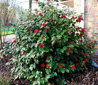 Camellia Assorted (Camellia spp.)