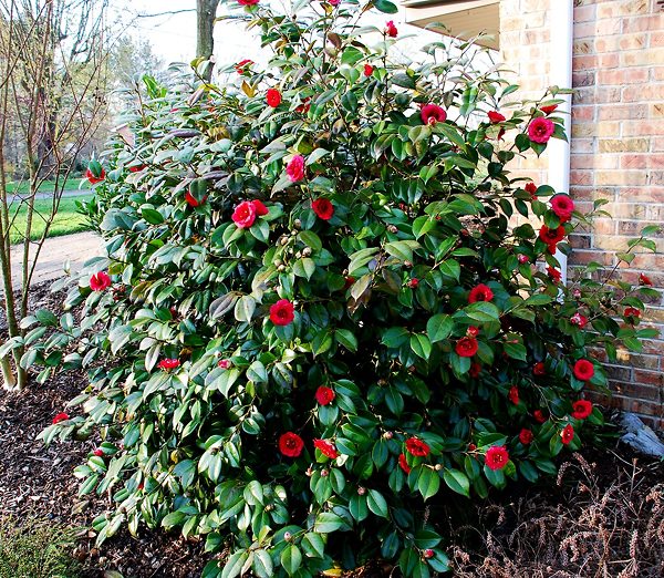 Camellia Assorted (Camellia japonica)
