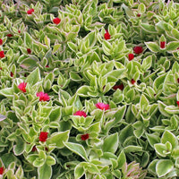 Yellow Heartleaf Ice Plant (Aptenia cordifolia) - Ladybird Nursery