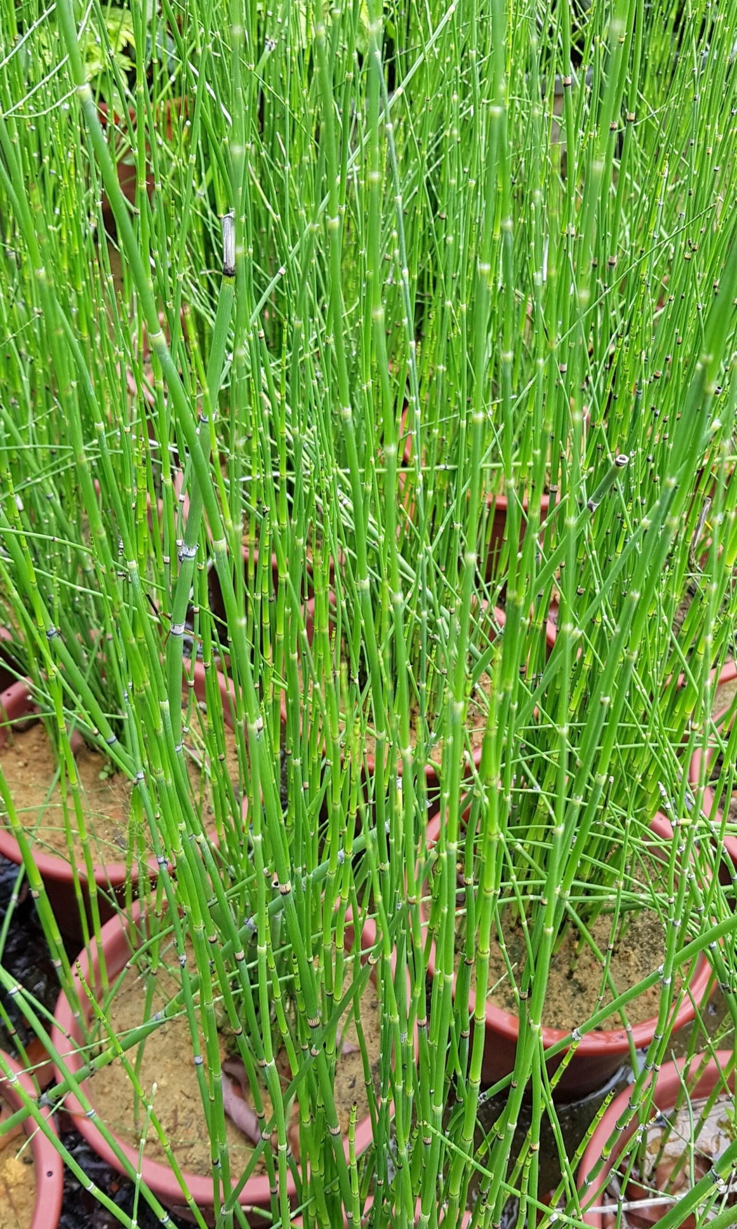 Cigar Rush (Lepironia articulata)