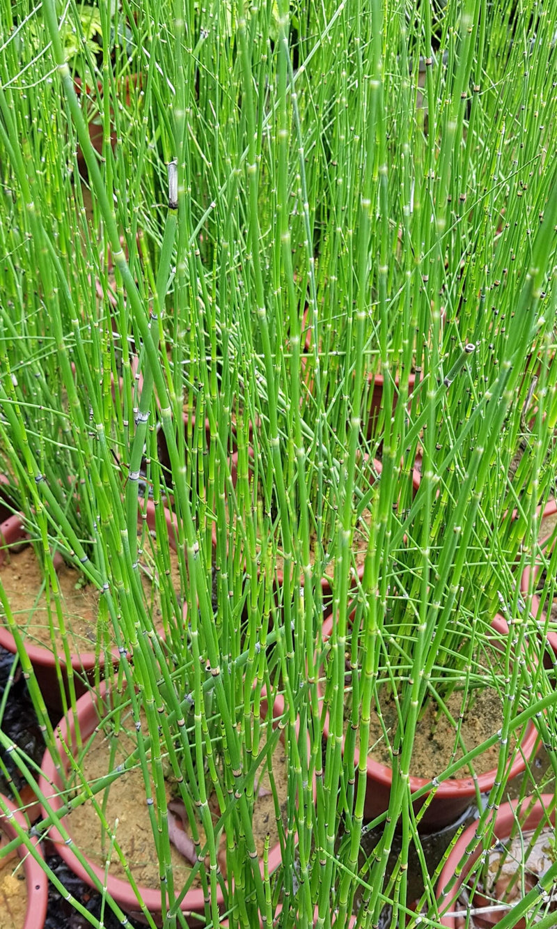 Cigar Rush (Lepironia articulata)