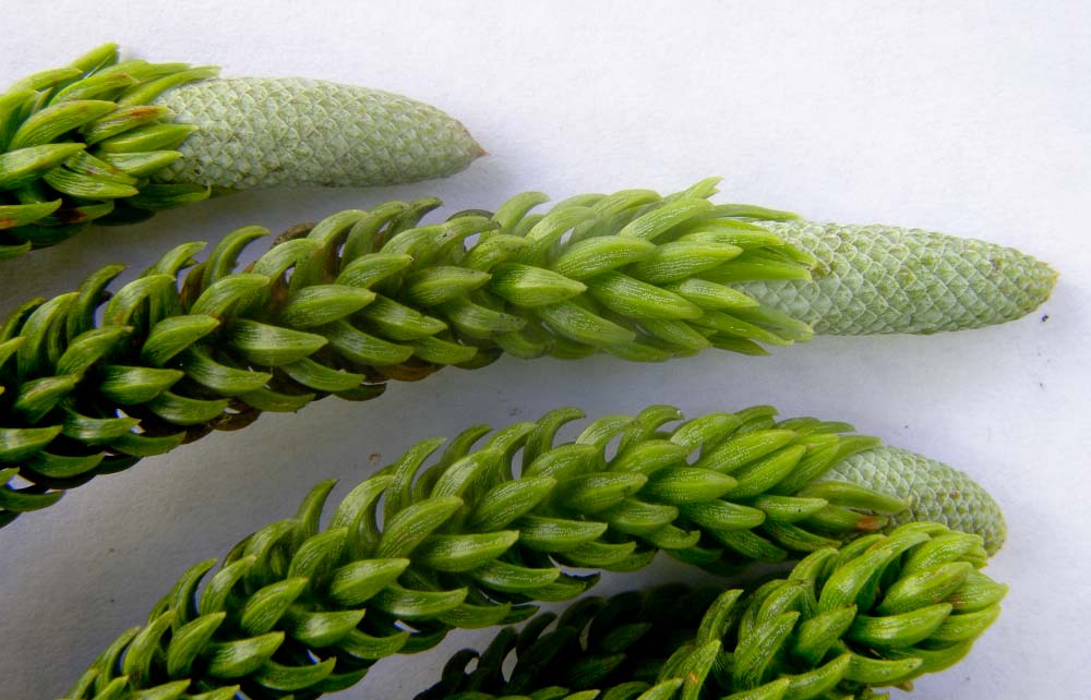 Hoop Pine (Araucaria cunninghamii)