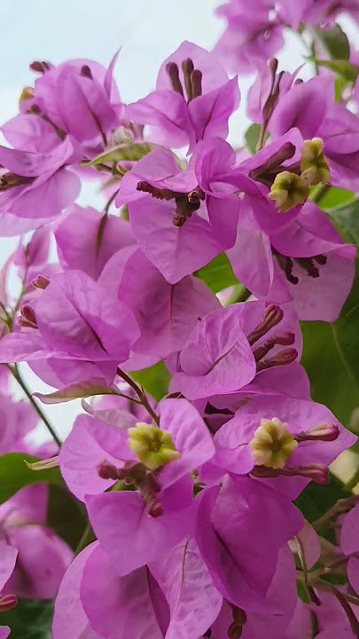 Bougainvillea 'Araroma' (Bougainvillea glabra)