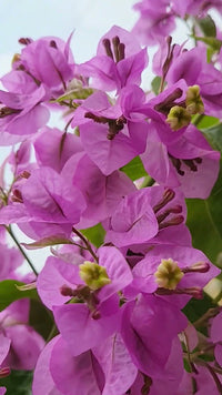 Bougainvillea 'Araroma' (Bougainvillea glabra)