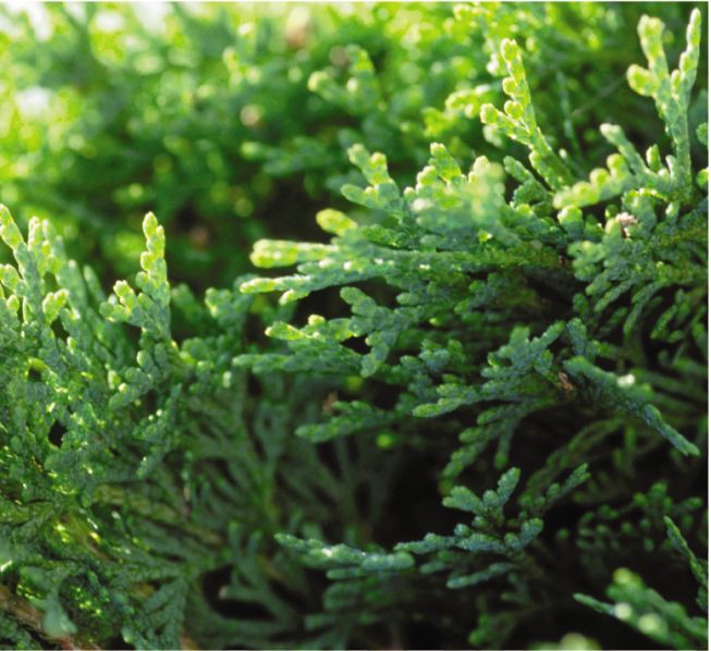 Columnar Arborvitae Columnaris (Thuja orientalis)