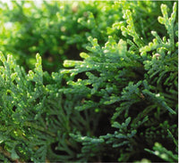 Columnar Arborvitae Columnaris (Thuja orientalis)