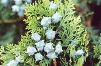 Arborvitae Laurellii (Thuja orientalis)