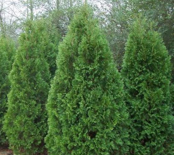 Blue Cone Arborvitae (Thuja orientalis)
