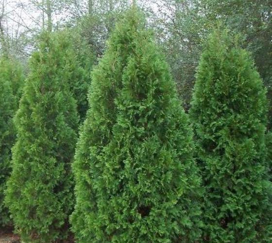 Blue Cone Arborvitae (Thuja orientalis) - Ladybird Nursery