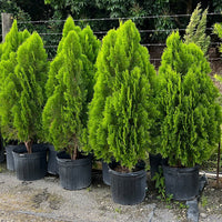 Columnar Arborvitae Columnaris (Thuja orientalis) - Ladybird Nursery
