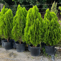 Columnar Arborvitae Columnaris (Thuja orientalis)