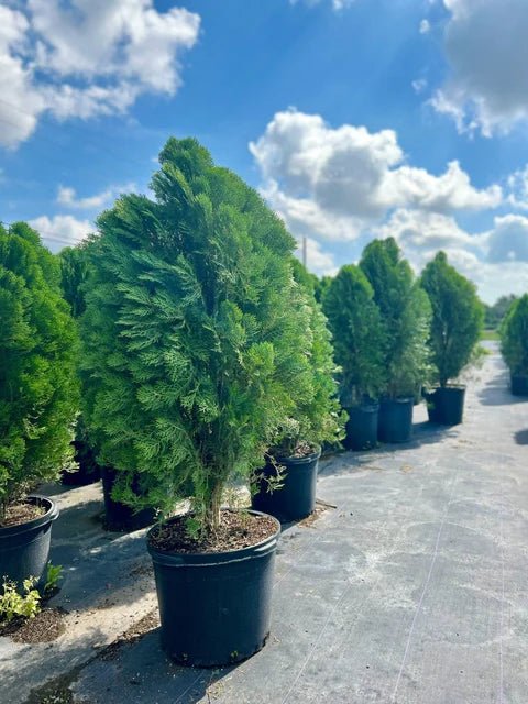 Arborvitae Meldensis (Thuja orientalis) - Ladybird Nursery