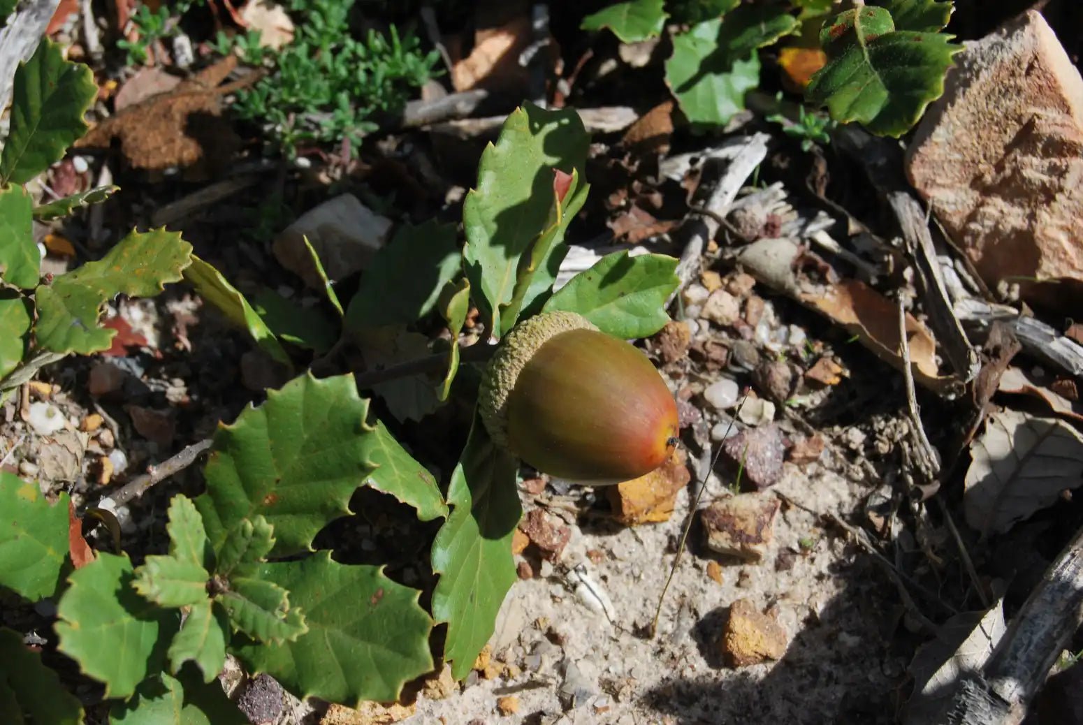 Portuguese Oak (Quercus lusitanica) - Ladybird Nursery