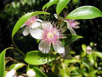 Beckler's Myrtle (Archirhodomyrtus beckleri)