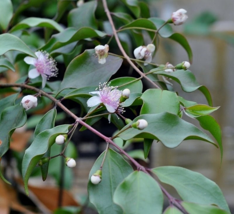 Beckler's Myrtle (Archirhodomyrtus beckleri) - Ladybird Nursery