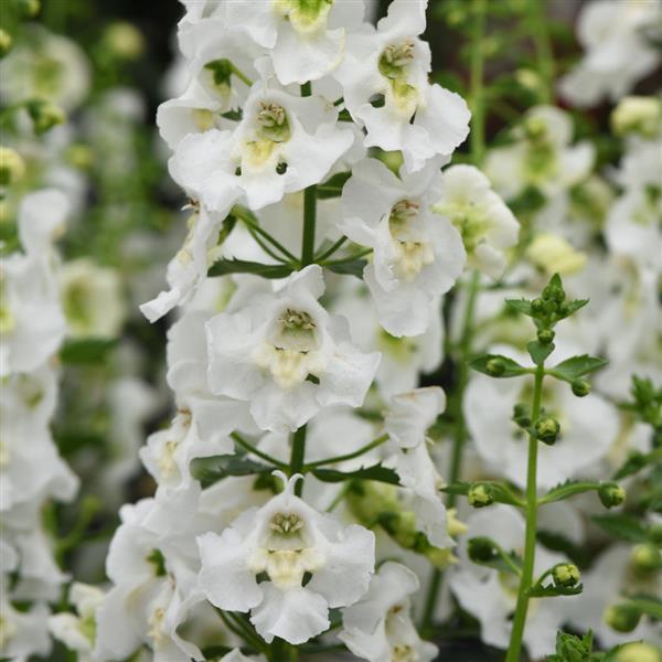 Archangel 'White' (Angelonia) - Ladybird Nursery