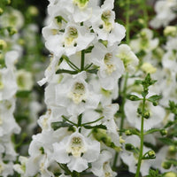 Archangel 'White' (Angelonia) - Ladybird Nursery