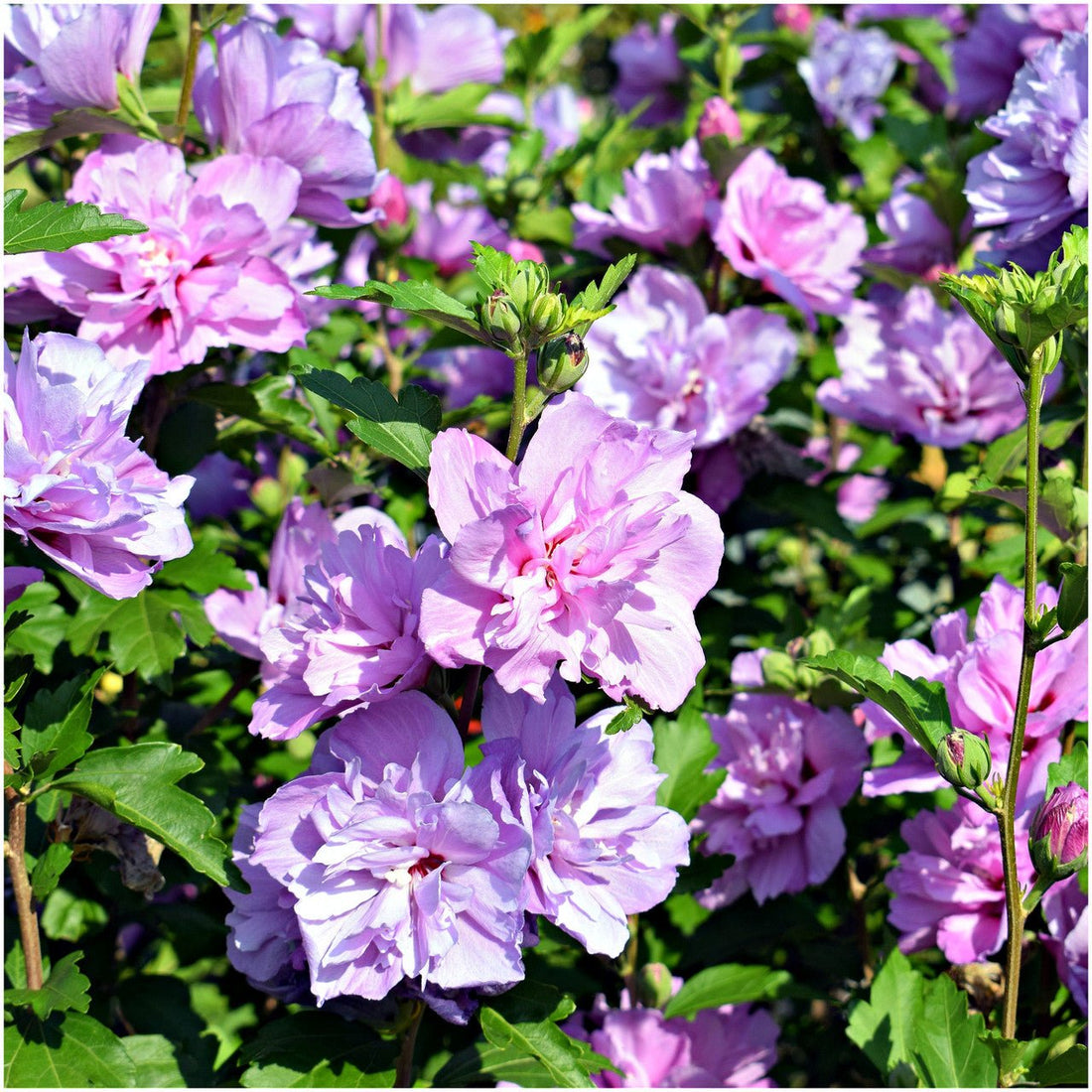Rose of Sharon Ardens Pink (Hibiscus syriacus) - Ladybird Nursery