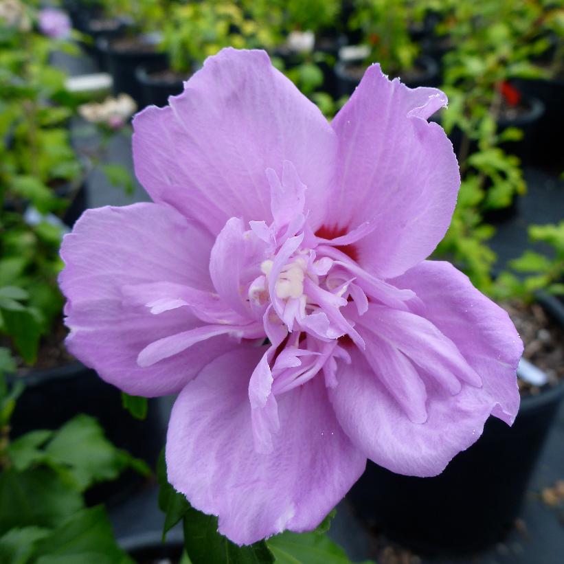 Rose of Sharon Ardens Pink (Hibiscus syriacus) - Ladybird Nursery