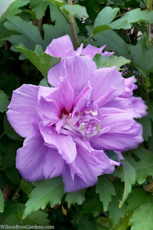 Rose of Sharon Ardens Pink (Hibiscus syriacus) - Ladybird Nursery