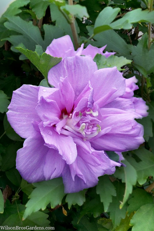 Rose of Sharon Ardens Pink (Hibiscus syriacus)