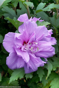 Rose of Sharon Ardens Pink (Hibiscus syriacus)