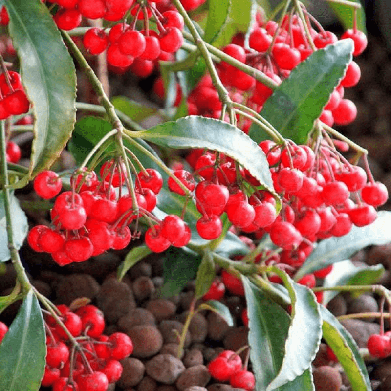 Coral Berry (Ardisia crenata)