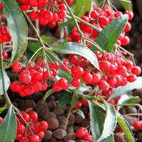 Coral Berry (Ardisia crenata)