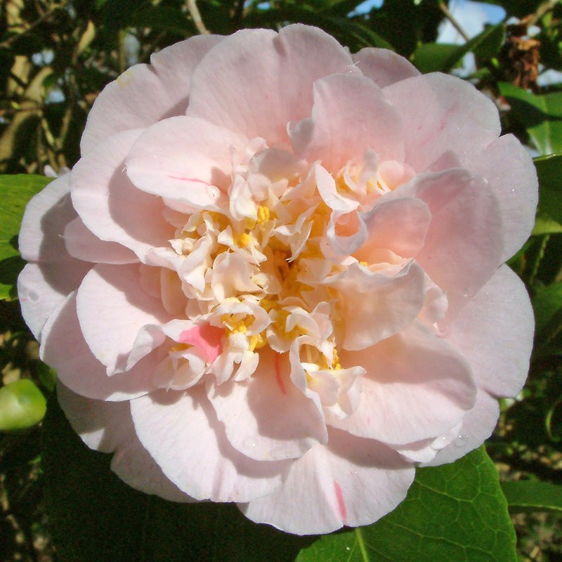 Camellia Ardoch (Camellia japonica) - Ladybird Nursery