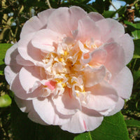 Camellia Ardoch (Camellia japonica) - Ladybird Nursery