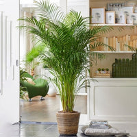 Areca Palm Multi planted (Dypsis lutescens) - Ladybird Nursery